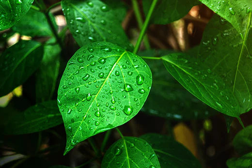 Gymnema sylvestre: Nature's Magical Plant