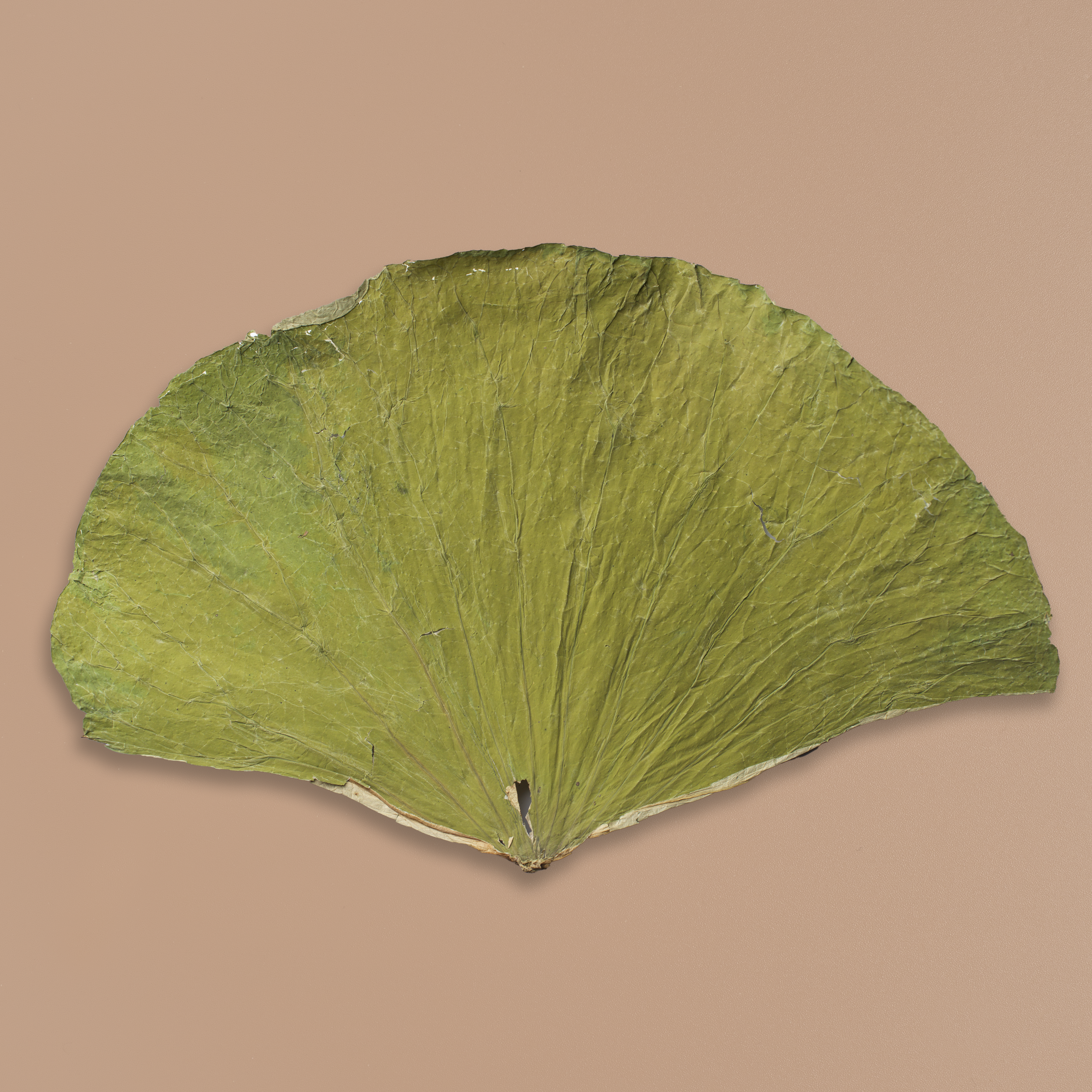 Lotus Leaf