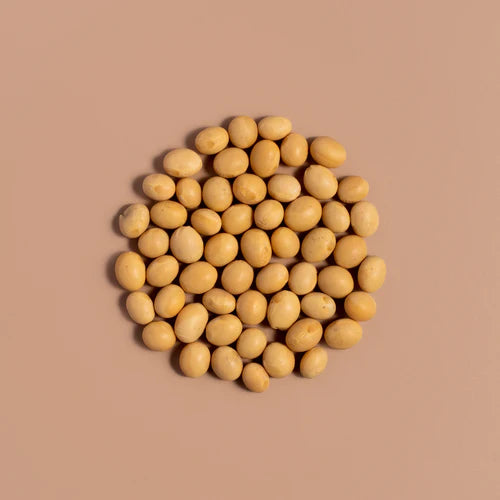 Fermented Soybean